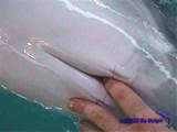 ... http chan4chan com archive 3831 dolphin wtf face dolphin finger vagina
