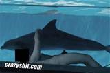 Dolphin Lovers Only - Crazyshit.com