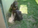 monkey porn
