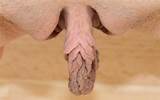 The Best Big Meaty Pussy Lips/labia Collection 1 - l1006.jpg