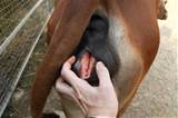 Cow porn Zoo Sex Girls