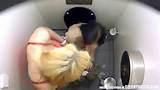 hidden cam in ladies toilet sexy