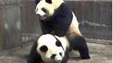 movie movie panda porn