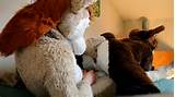 fursuit real life yiffy pics 08 16 2013 uploaded by fursuiter28 ...
